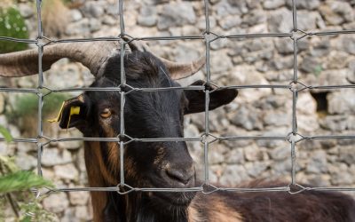 Reunión de pastores, oveja muerta