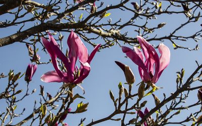 QUÉ FLOREZCA EL MAGNOLIO