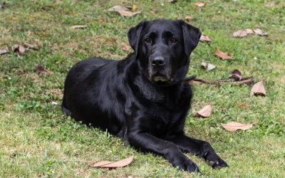 HABLAN, ¡VAYA  SI  HABLAN!